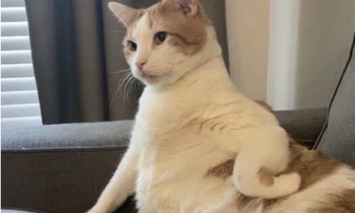 陕西的猕猴桃好吃吗-陕西猕功效网陕西猕猴桃的种类知识网站,分享陕西猕猴桃的产地在哪里大全